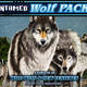 Microgaming представила совершенно новый видео-слот – Untamed: Wolf Pack