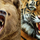 Особенности игрового аппарата Tiger vs Bear с необычным бонусным раундом